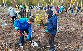 Jesienne sadzenie lasu w Wipsowie. „To da początek nowemu pokoleniu”